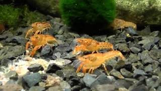 Cambarellus patzcuarensis orange  Mini ráčik CPO wwwshrimpsk [upl. by Backer730]