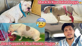 Mack Se Milne Gye🐶Mack Ka Kya Hal Hogya😡😰 Jora Bina Puppes K Dukhi Hogye😢 [upl. by Atselec]