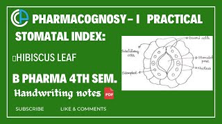 To determine the Stomatal Index of given sample leaf HIBISCUS 🌺Bpharma4th SemCognosyExpt07 [upl. by Atikehs591]