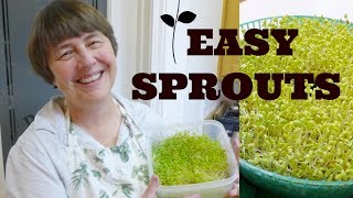 How to Sprout Sprouts Sprouting Made EASY [upl. by Airol]