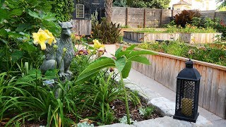 Daylilies Courtyard Outdoor Oasis Jeff amp Skottie Central Texas Gardener [upl. by Goles505]