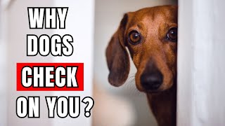 Why Does Your Dog Keep Checking In on You [upl. by Leta]