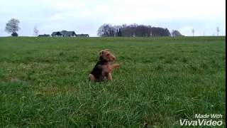 Welshterrier in Action [upl. by Jeu]