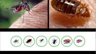 Kothrine WG250 insecticid gandaci muste tantari purici plosnite [upl. by Enaek]