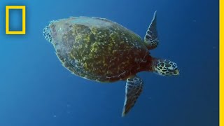 Sea Turtles 101  National Geographic [upl. by Eidak]