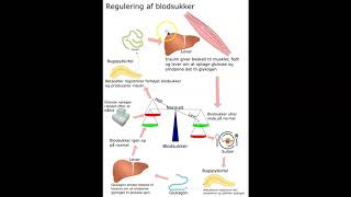 Regulering af blodsukker [upl. by Arocat]