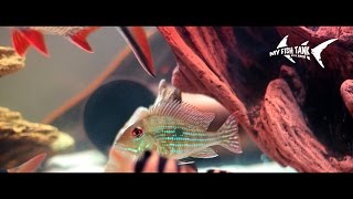 Geophagus Surinamensis Rotstreifen Erdfresser Redstriped Bartheater [upl. by Courtnay266]