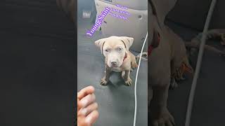 puppy puppy pitbullblue dogcommunication americanbully pitbullchronicles doglanguage puppy [upl. by Jamin474]