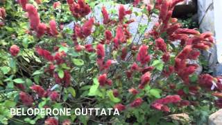 Beloperone guttata Garden Center online Costa Brava  Girona [upl. by Enovi854]