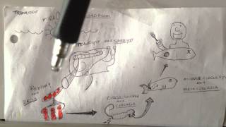 Trematode Life Cycle [upl. by Suzan288]