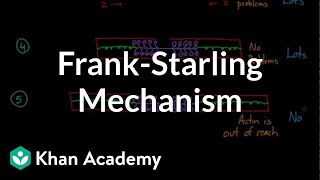 FrankStarling mechanism  Circulatory system physiology  NCLEXRN  Khan Academy [upl. by Adnema888]