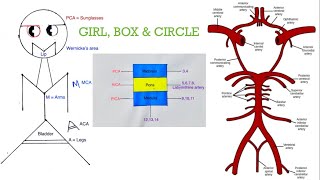 Brainstem amp Cortical Strokes  Mnemonic amp Tricks  USMLE  NEETPG [upl. by Phene501]