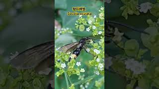 황띠배벌이 긴뚝갈꽃의 꿀을 먹고있다 It eats honey of Patrinia monandra shorts [upl. by Aivin]