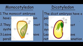 Monocotyledon vs Dicotyledon Fast differences and comparison [upl. by Anceline]