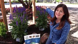 Enjoying Perennial Salvia Plants in your Garden [upl. by Chico546]