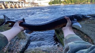 Fishing for sturgeon at local dam [upl. by Annig94]