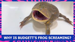 WHY IS BUDGETT’S FROG SCREAMING lepidobatrachus laevis [upl. by Dione]