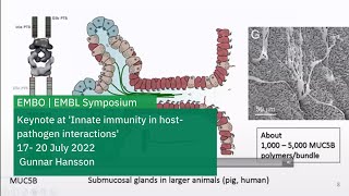 Goblet cell mucus provides the first line of defense [upl. by Assenav759]