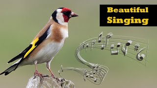 Goldfincd Singing  European Goldfinch Singing [upl. by Htebilil]