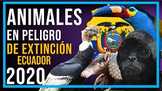 ANIMALES EN PELIGRO DE EXTINCIÓN EN ECUADOR [upl. by Eladal]