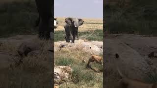 The Big Five of Masai Mara Kenya [upl. by Camarata]