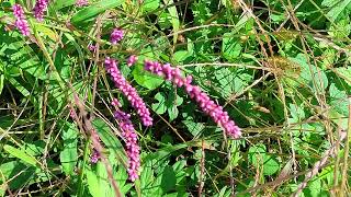 残暑続く・・・ ⑥イヌタデ！ Polygonum gracilis [upl. by Pence]