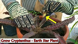 How to Grow Cryptanthus  Earth Star Plant English [upl. by Enerahs]