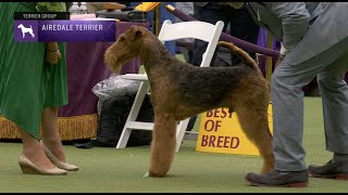 Airedale Terriers  Breed Judging 2023 [upl. by Lubba]