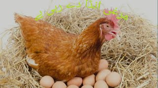 Hen was laying eggs video [upl. by Ahsuoj]