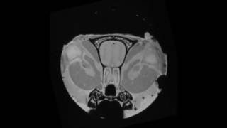 MRI Histology of the Rat Brain [upl. by Namwob]