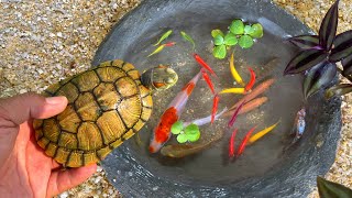 Capture and observe animals color betta fish tetra radtang molly koi spadefish oranda angel [upl. by Eiclud]