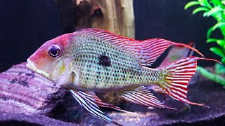 Geophagus tapajos Breeding and Care [upl. by Recneps490]