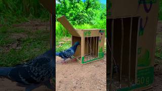 Quick Pigeon Trap From Boxs  Really Simple pigeon easytrap shorts [upl. by Sadye960]