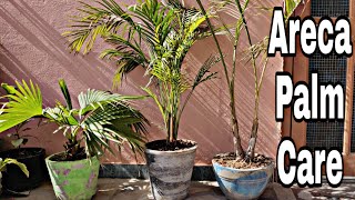 Areca palm  areca palm care guide and tips for healthy growth [upl. by Aicilat]