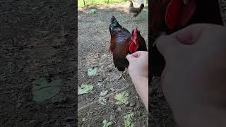 Horse Fly Vs Chicken shorts chickens horsefly [upl. by Sunderland]