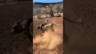 apache arizona cowboy buckingbulls bulls sports western tiktok shorts videos [upl. by Anemix]