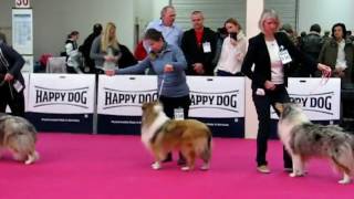 Dog Show Nitra 15012017 ROUGH COLLIES  females 2of2 [upl. by Arivle]