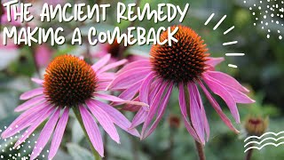 Echinacea The Ancient Remedy Making a Comeback [upl. by Burty84]