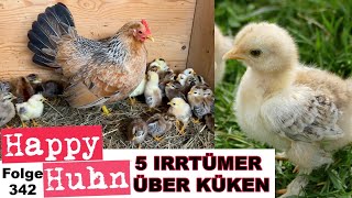 5 Irrtümer über Küken und die Aufzucht Von Geschlechter bestimmen bis Fütterung HAPPY HUHN E342 [upl. by Aninaig759]