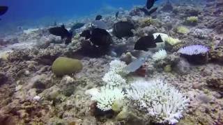 Moray Eel vs Porcupinefish [upl. by Shaffert]