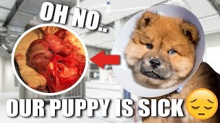 OUR PUPPY HAS INTUSSUSCEPTION [upl. by Christianna619]