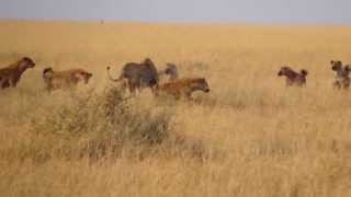 Lion vs Hyena attack  Lion died [upl. by Philps]