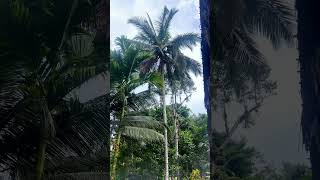 How the tribe in Indonesia climb coconut tree mentawai mentawaiisland jungle [upl. by Wheelwright]