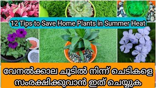 12 Summer Care Tips for Indoor amp Outdoor Plants  വേനൽ കാലത്ത് ചെടികളെ സംരക്ഷിക്കാൻ 12 ടിപ്സ് [upl. by Cirde]