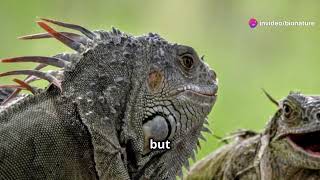 Iguanas The Unique Herbivorous Reptile with a Twist of Humor [upl. by Galan]