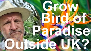 Tropical Gardens UK Can You Grow Hardy Bird of Paradise Flower Plant  Strelitzia in your Garden [upl. by Annavaig774]