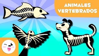 ANIMALES VERTEBRADOS para niños  Mamíferos aves reptiles peces y anfibios [upl. by Ardnuassak778]