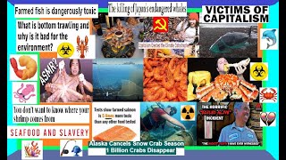 PURE EVIL The Fishing  SeaFood Industry Files DEEPDIVE Capitalism Whale Wars True Crime ETC [upl. by Ednihek]