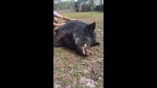 Danny The Friendly Feral Hog [upl. by Cheatham459]