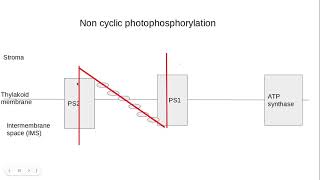 521 Photosynthesis d The lightdependent stage of photosynthesis [upl. by Eelamme]